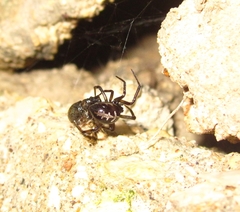 Steatoda paykulliana