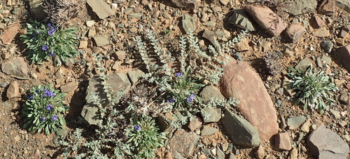 Image of Aptosimum indivisum by (c) Nicola van Berkel, some rights reserved (CC BY-SA)