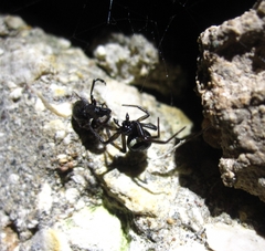 Steatoda paykulliana