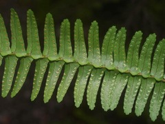 Nephrolepis flexuosa