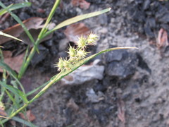 Cenchrus longispinus