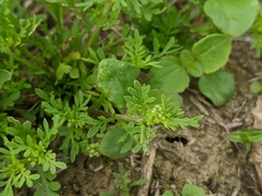 Lepidium didymum