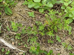 Lepidium didymum