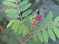 Amorpha fruticosa