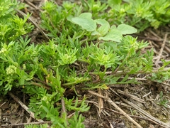 Lepidium didymum