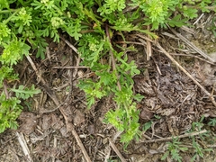 Lepidium didymum