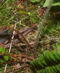Nephrolepis flexuosa