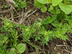 Lepidium didymum