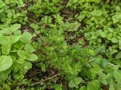 Lepidium didymum