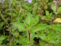 Cuphea carthagenensis