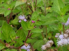 Cuphea carthagenensis