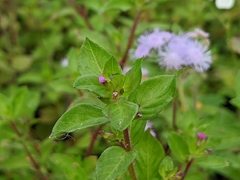 Cuphea carthagenensis