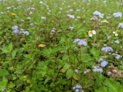 Cuphea carthagenensis