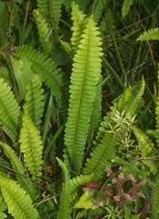 Nephrolepis flexuosa