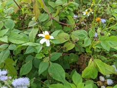 Bidens alba
