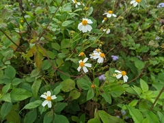Bidens alba