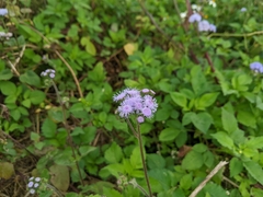 Ageratum houstonianum