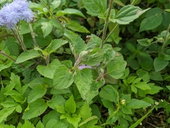 Ageratum houstonianum