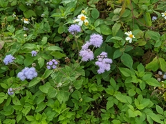 Ageratum houstonianum