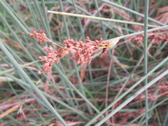 Juncus inflexus