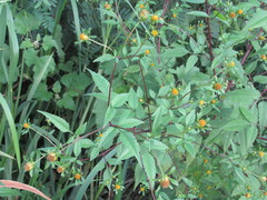 Bidens frondosa
