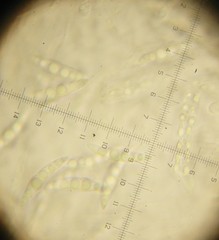 Lophiostoma angustilabrum