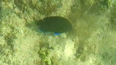 Centropyge multispinis