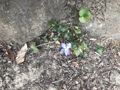 Viola grypoceras