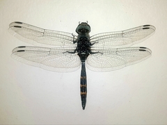 Zygonoides fuelleborni