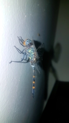 Zygonoides fuelleborni