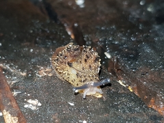 Stanisicarion aquila