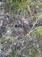 Melinis repens image