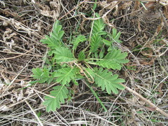 Potentilla longifolia