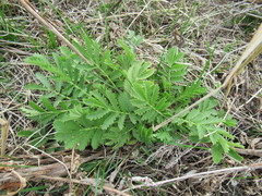 Potentilla longifolia