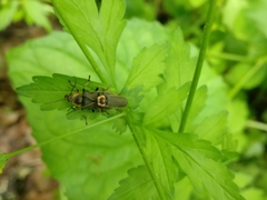 Atalantycha dentigera