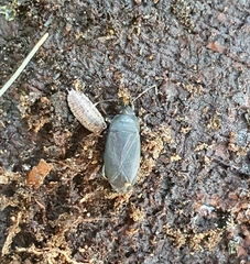 Lethaeus cribratissimus