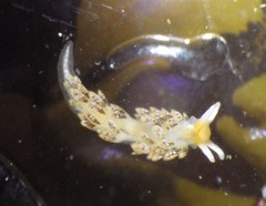 Diaphoreolis flavovulta