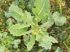 Brassica oleracea