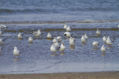 Chroicocephalus ridibundus