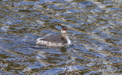 Podiceps nigricollis