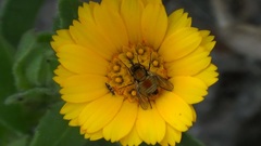 Usia versicolor