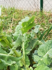 Brassica oleracea
