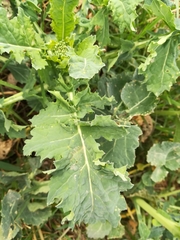 Brassica oleracea