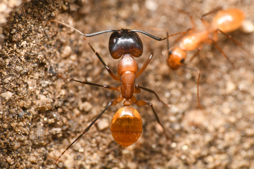 Camponotus ocreatus photo 3