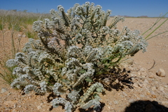 Heliotropium tubulosum