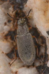 Vecturoides pseudonycha