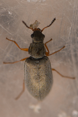 Vecturoides pseudonycha