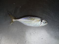 Selaroides leptolepis