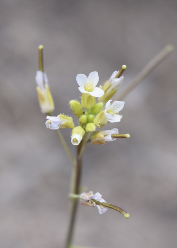 Fendler's rockcress (Arabis fendleri var. fendleri)