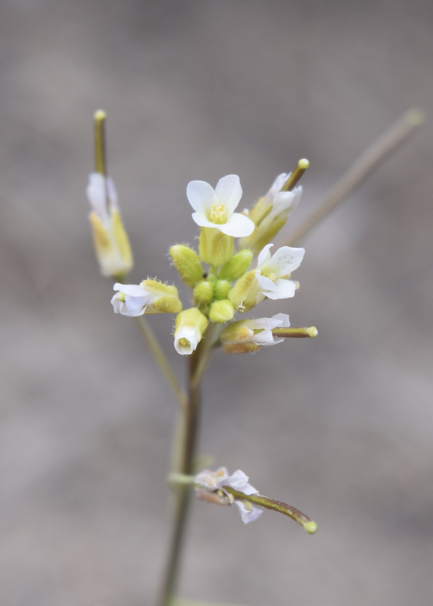 Boechera fendleri
